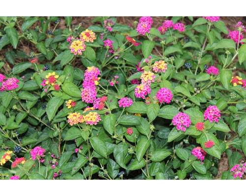 Imagen no disponible