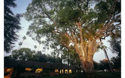 Descripción de la imagen