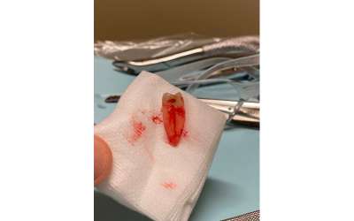 Descripción de la imagen